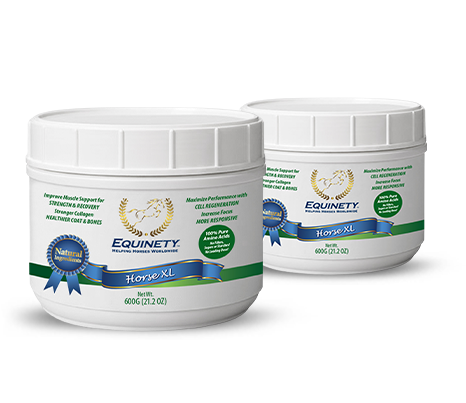 Equinety Horse XL